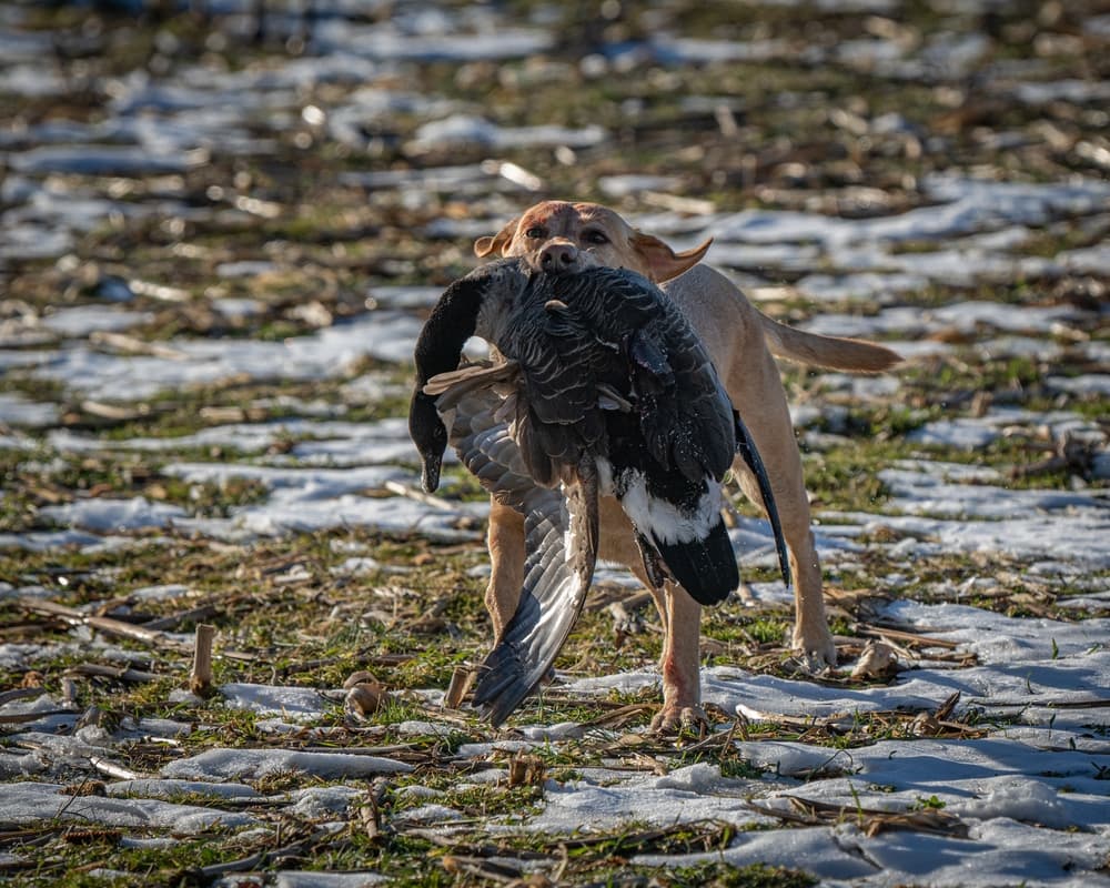 Duck and Goose Combo Hunt photo