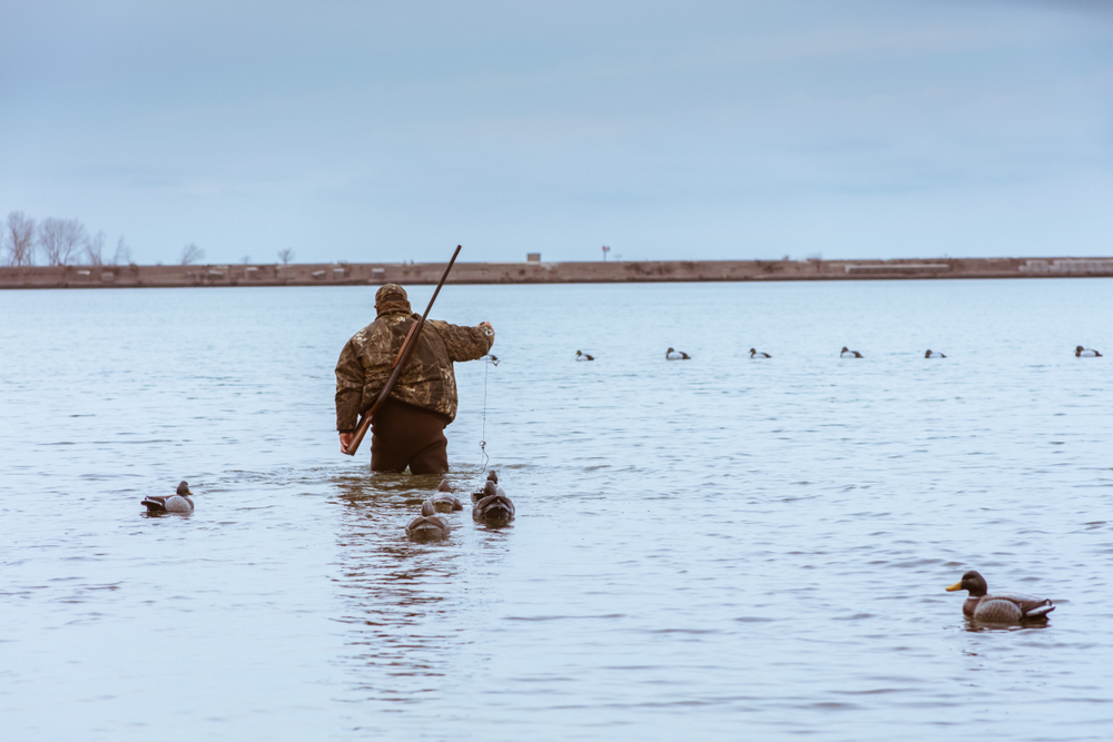 Duck Hunt photo